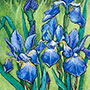 Irises