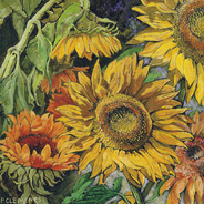 Sunflowers